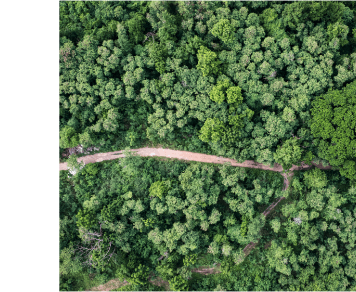 A bird's eye view of a forest